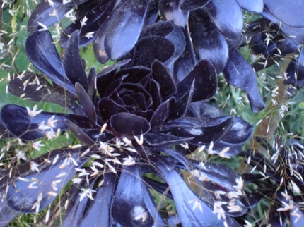 Black flower taken by Sue at Chelsea Flower Show.